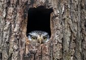 An owl inside a tree