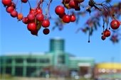 Fall cherries hanging in front of the Kirksey Recreation Center
