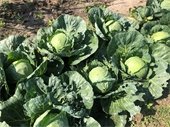 Cabbage in a community garden