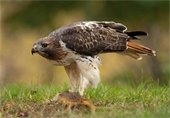 A red tailed hawk perched on its slain prey.