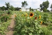 Sunflowers in a Community Garden