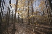 A trail in Livonia, Michigan with lots of trees.