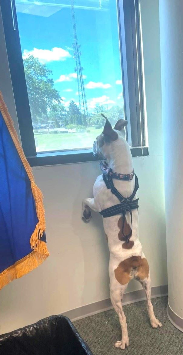 Franklin dog on guard