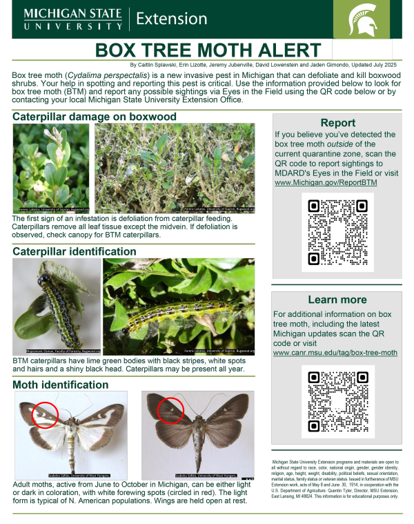 Box Tree Moth Flyer