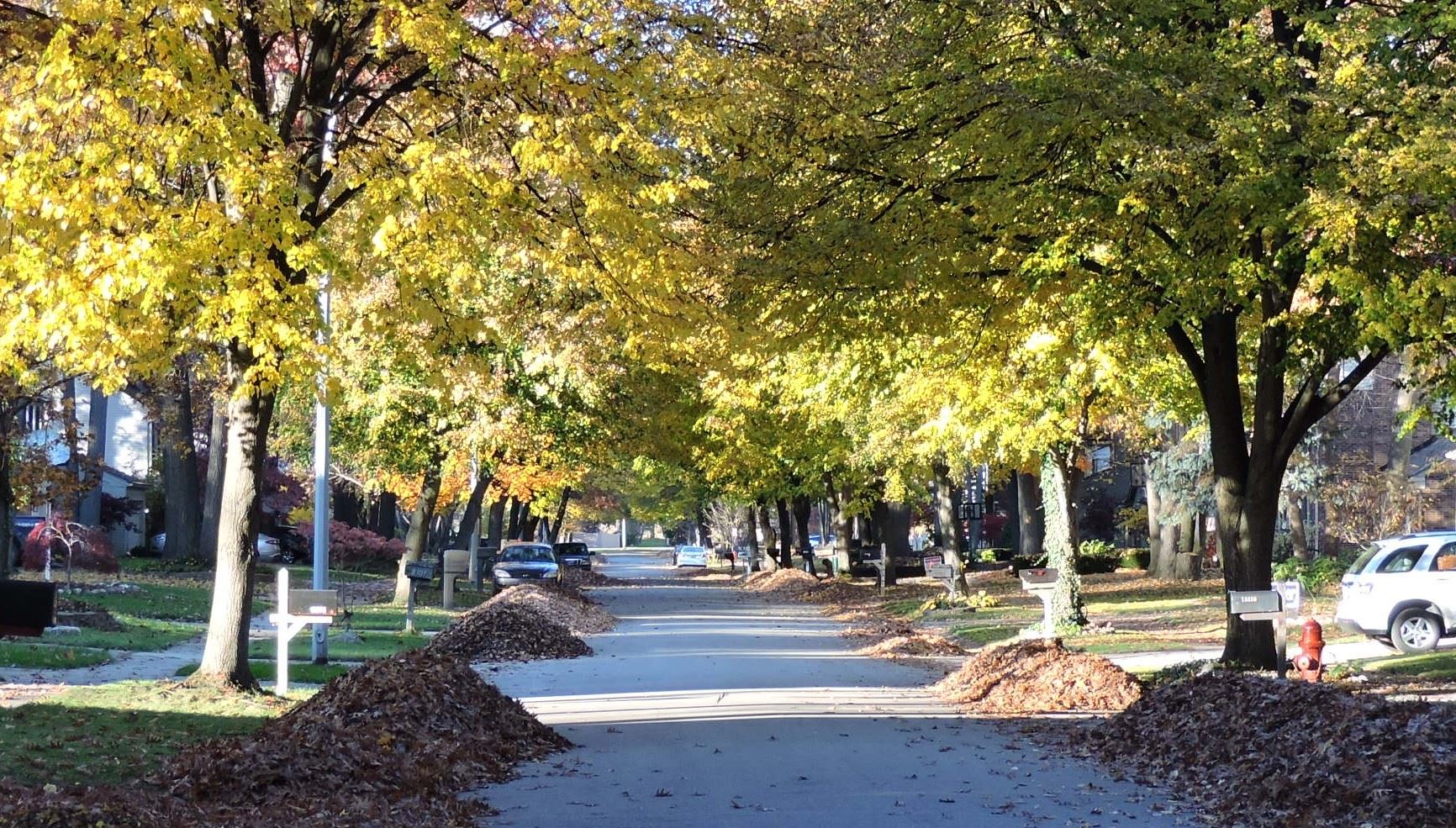 Vibrant, Tree-Lined Street